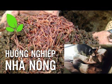 Embedded thumbnail for Sử dụng giun quế làm thức ăn cho gia súc